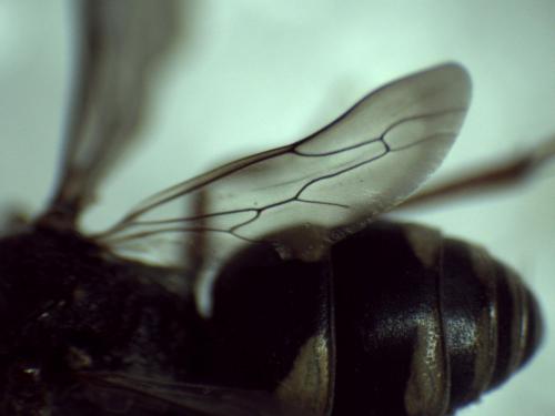 Réf. 290 687 : Brachystegus scalaris
